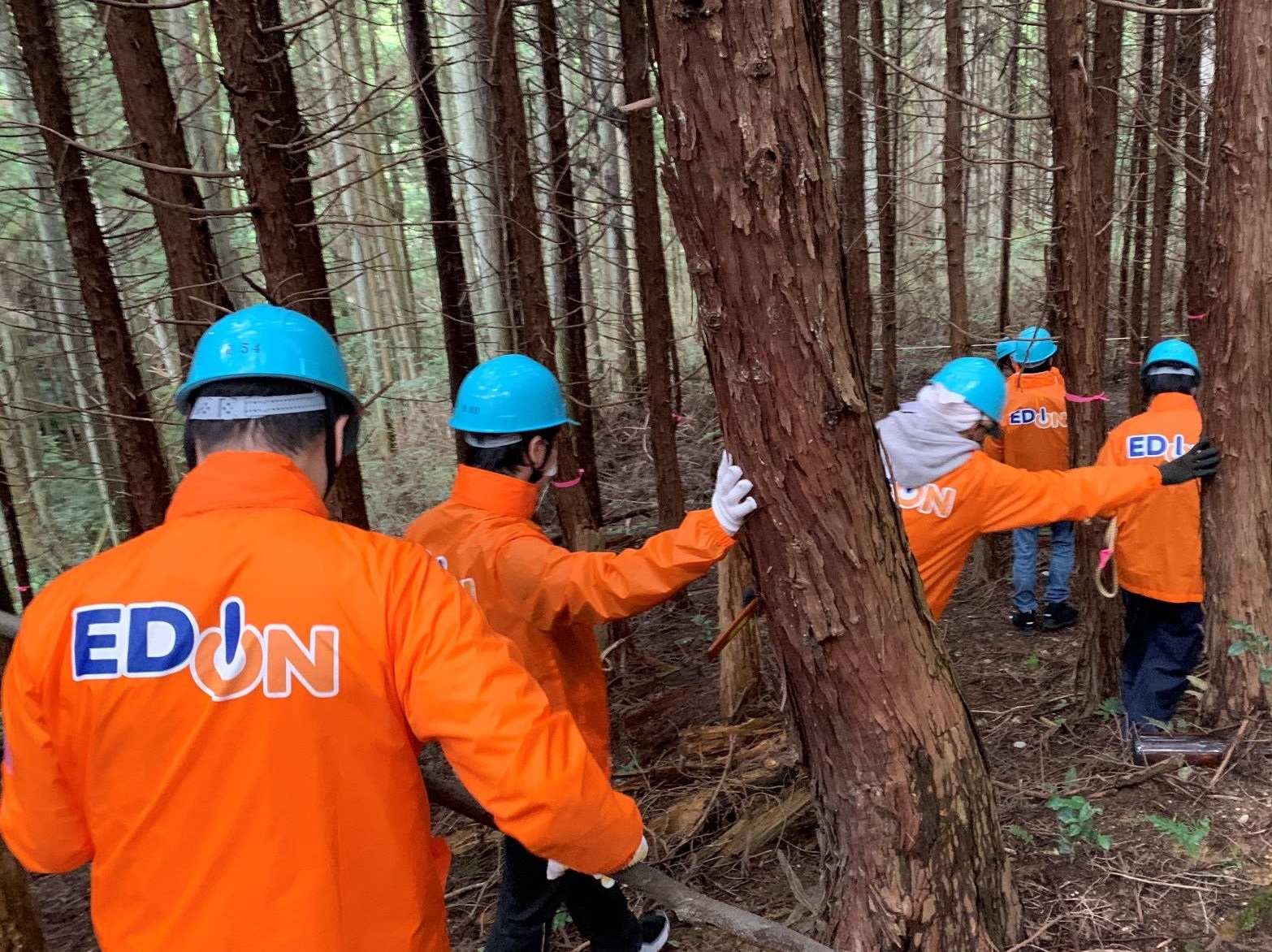 Hoạt động bảo trì rừng Yoshino Forest Ảnh 1