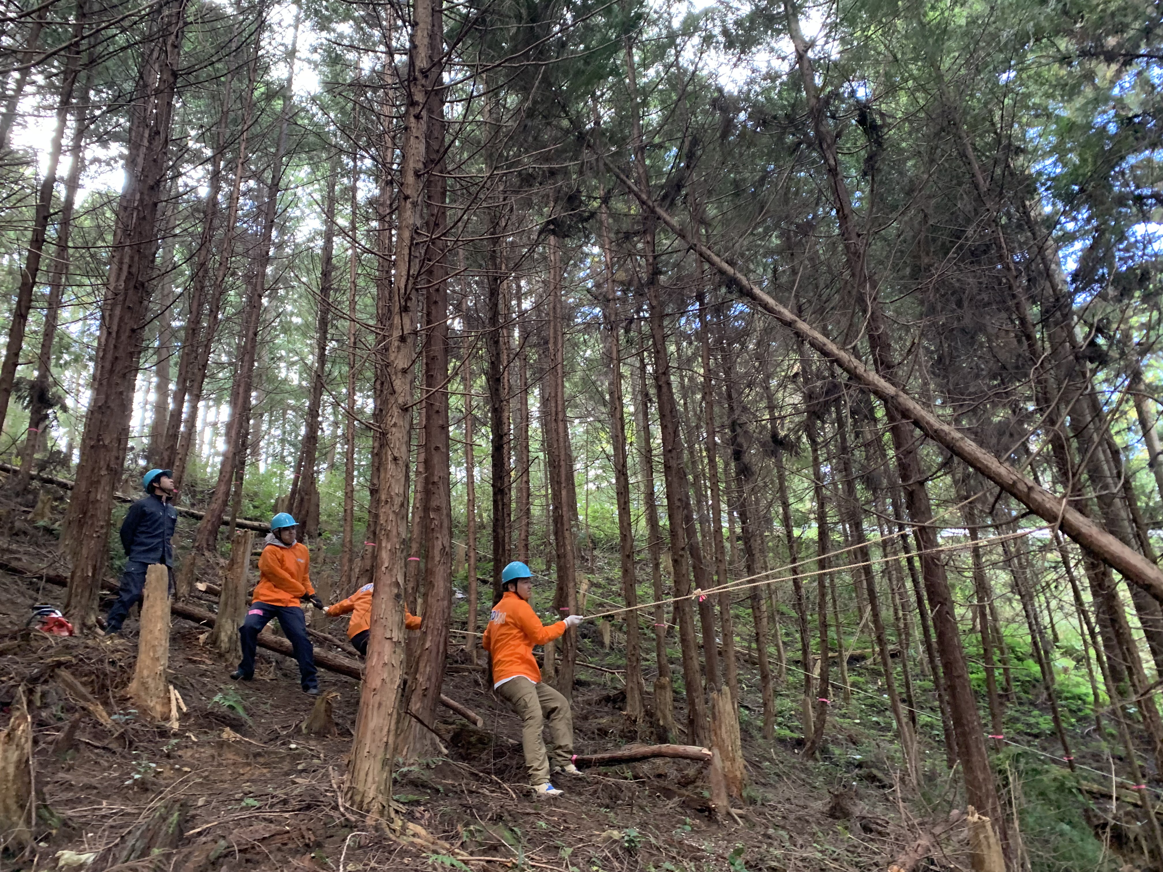 Hoạt động bảo trì rừng Yoshino Forest Ảnh 2
