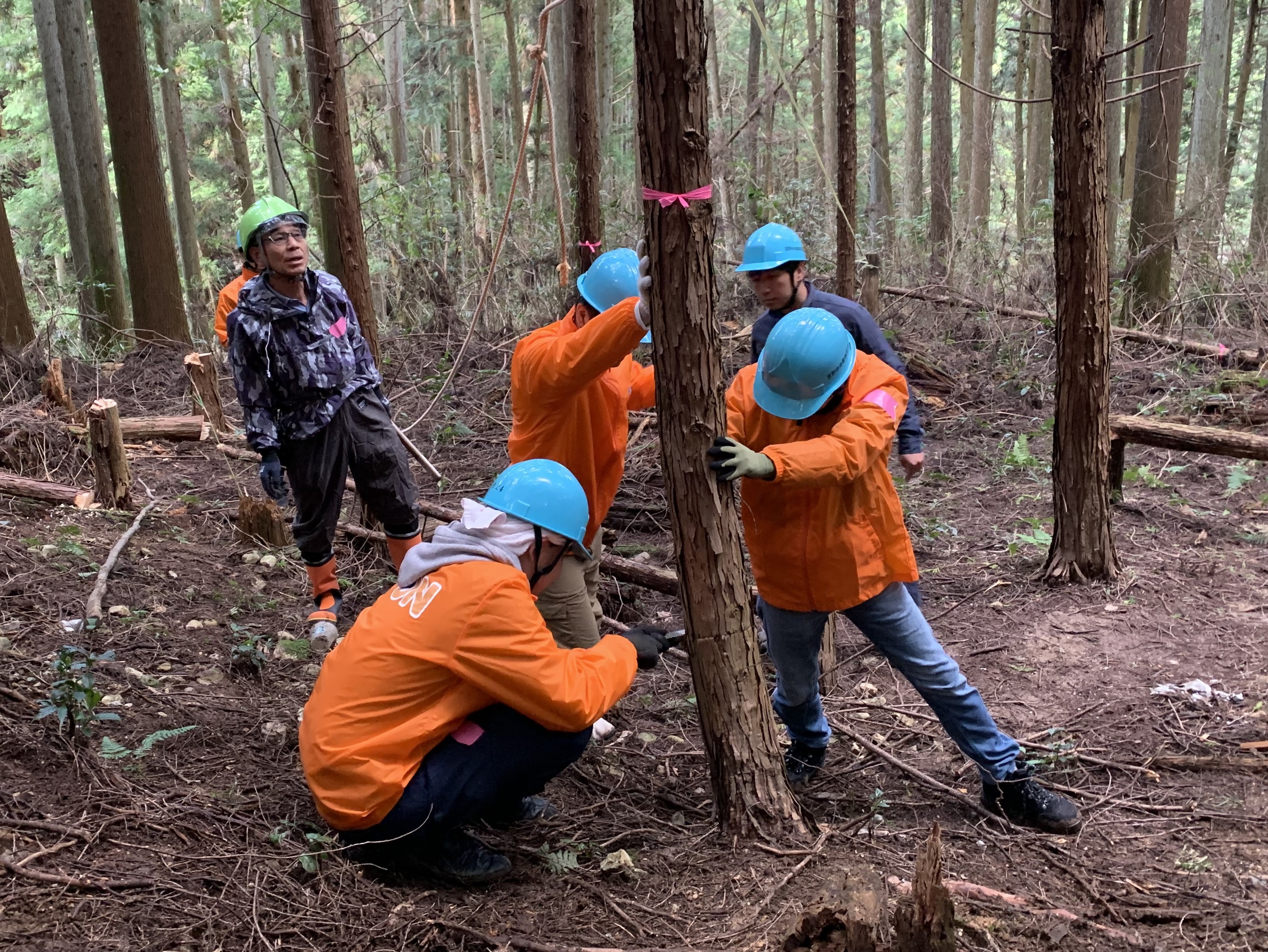 Hoạt động bảo trì rừng Yoshino Forest Ảnh 3