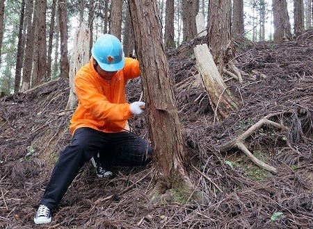 2025年吉野森林保全活動写真