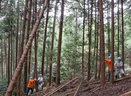 2025年吉野森林保全活動写真